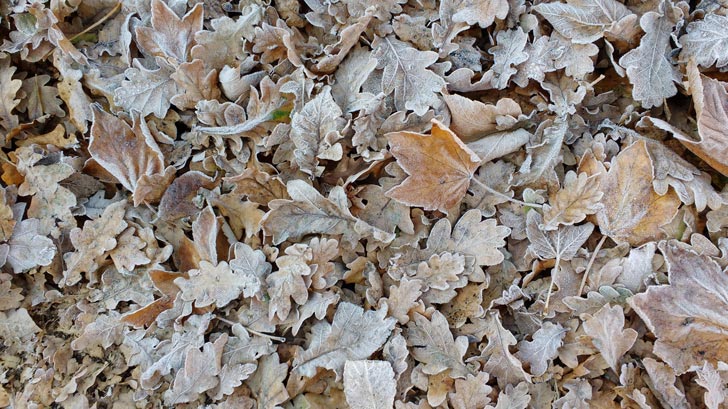 Frosted Leaves