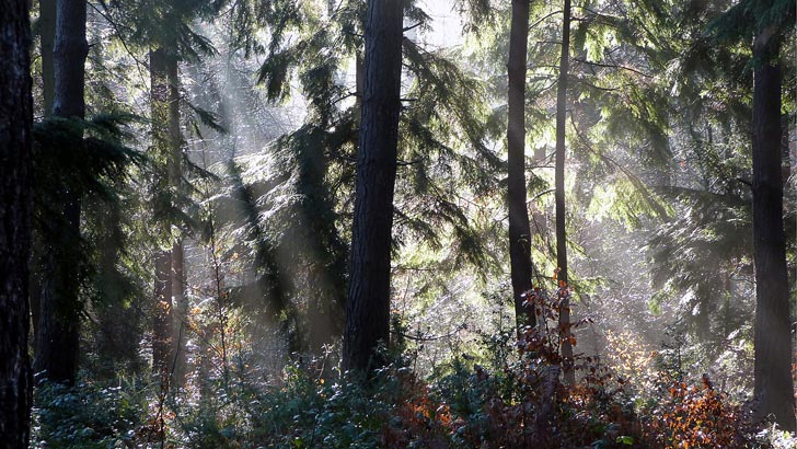 Sun streaming through the trees - a photograph featured on the Christian Art web site
