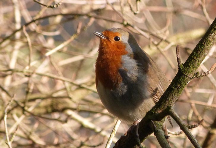 Robin - featured in the Photography section of the Christian Art web site